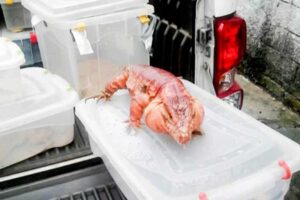 Reprodução/TV Globo