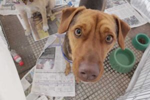 Divulgação | Patre