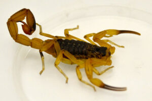 Divulgação/SES/Rio Grande do Sul