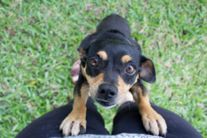 Divulgação / Cynthia Gonçalves