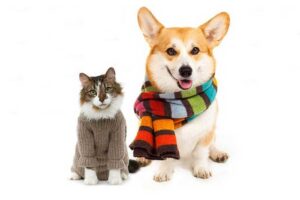 Divulgação | Patre