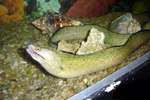 Divulgação | Shopping Taboão