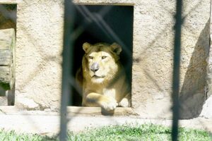 Thiago Neme / Gazeta de S. Paulo