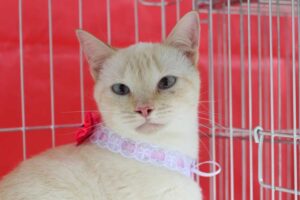 Divulgação | Patre