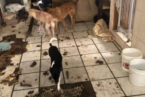 Reprodução | Patre