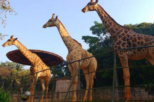 Divulgação/Fundação Parque Zoológico de SP