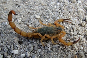 Divulgação / Governo do Estado Paraná