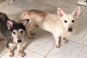 Cynthia Gonçalves | Patre | Divulgação