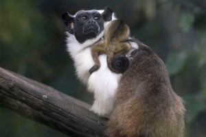 Toninho Tavares / Agência Brasília