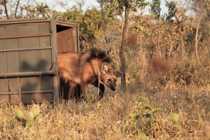 Ibama / Reprodução