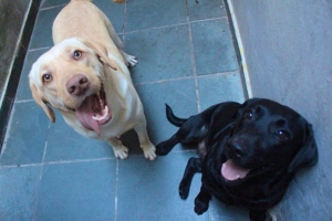 Cynthia Gonçalves | Patre