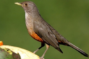 M Kawall | Divulgação | PMSP