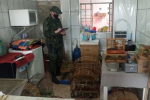 Polícia Militar / Divulgação