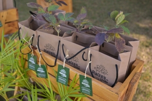 Pedro Vilela | Sussa MGT