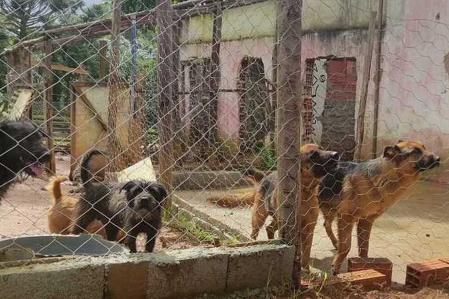 Mais de 90 animais em situação de maus-tratos são encontrados em ONG  irregular em Embu-Guaçu, na Grande SP, São Paulo