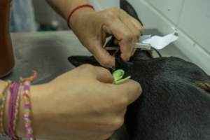 Caio Francelino | Secom | PMTS