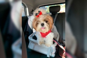 Divulgação | Detran.SP