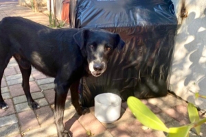 Divulgação | Patre