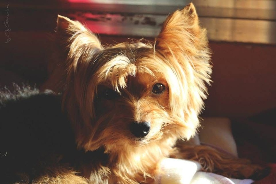 Divulgação | Patre