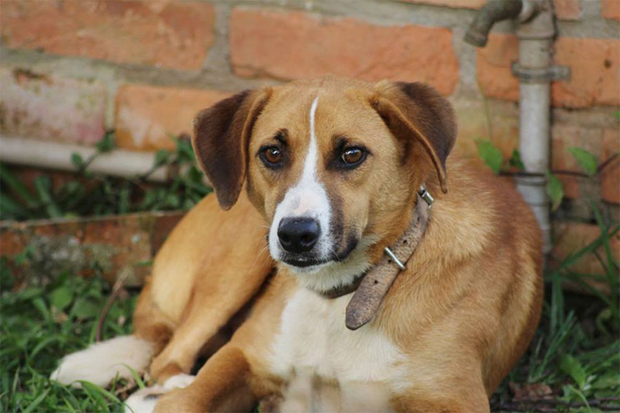 Arquivo / O Taboanense